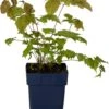 Geitenbaard (Aruncus Dioicus) D 11 H 20 Cm 2 Geitenbaard (Aruncus Dioicus) D 11 H 20 Cm -Tuin Planten Winkel 8712815641836 1