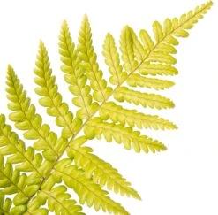 Mannetjesvaren (Dryopteris Affinis) D 11 H 10 Cm -Tuin Planten Winkel 8712815642956 2
