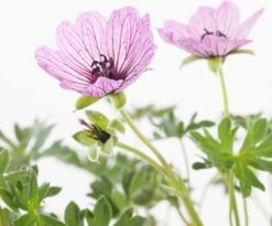 Ooievaarsbek (Geranium Cinereum 'Ballerina') D 11 H 10 Cm -Tuin Planten Winkel 8712815643304 1 1