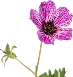 Ooievaarsbek (Geranium Cinereum 'Ballerina') D 11 H 10 Cm -Tuin Planten Winkel 8712815643304 2 1