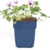 Ooievaarsbek (Geranium Cinereum 'Ballerina') D 11 H 10 Cm 2 Ooievaarsbek (Geranium Cinereum 'Ballerina') D 11 H 10 Cm -Tuin Planten Winkel 8712815643304 3 1