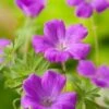 Ooievaarsbek (Geranium Sanguineum) D 11 H 10 Cm 2 Ooievaarsbek (Geranium Sanguineum) D 11 H 10 Cm -Tuin Planten Winkel 8712815643366 3 1