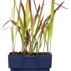 Japans Bloedgras (Imperata Cylindrica 'Red Baron') D 11 H 10 Cm -Tuin Planten Winkel 8712815643939 1