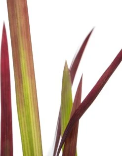 Japans Bloedgras (Imperata Cylindrica 'Red Baron') D 11 H 10 Cm -Tuin Planten Winkel 8712815643939 2