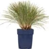 Fakkelgras (Koeleria Glauca) D 11 H 10 Cm -Tuin Planten Winkel 8712815644066 1