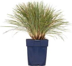 Fakkelgras (Koeleria Glauca) D 11 H 10 Cm
