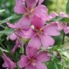 Struikmalva (Lavatera 'Burgundy Wine') D 11 H 125 Cm -Tuin Planten Winkel 8712815644097
