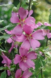 Struikmalva (Lavatera 'Burgundy Wine') D 11 H 125 Cm