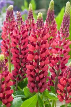 Lupine (Lupinus 'My Castle') D 11 H 20 Cm 7 Lupine (Lupinus 'My Castle') D 11 H 20 Cm -Tuin Planten Winkel 8712815644240