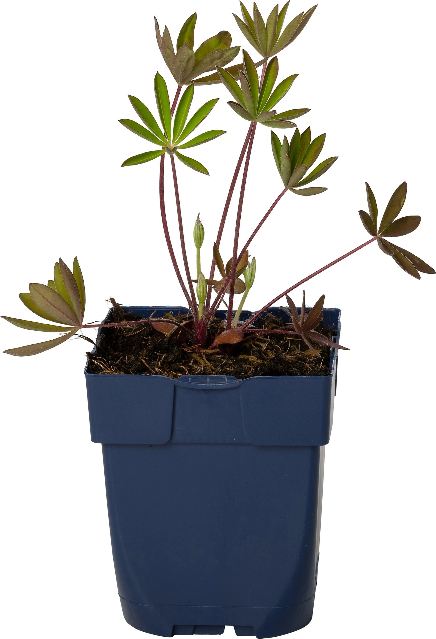 Lupine (Lupinus 'My Castle') D 11 H 20 Cm 3 Lupine (Lupinus 'My Castle') D 11 H 20 Cm