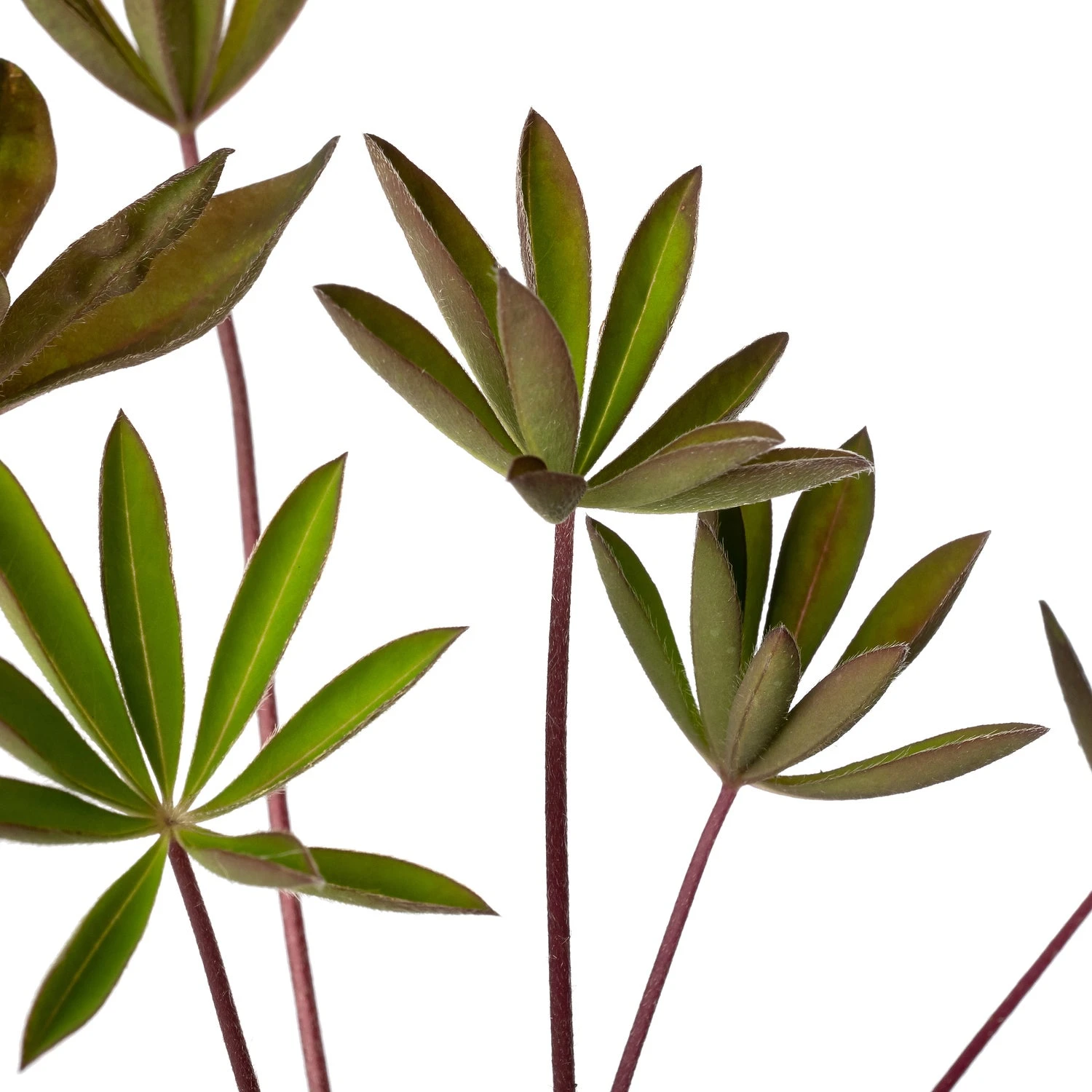 Lupine (Lupinus 'My Castle') D 11 H 20 Cm 4 Lupine (Lupinus 'My Castle') D 11 H 20 Cm - Afbeelding 2