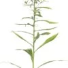 Guldenroede (Solidago 'Strahlenkrone') D 11 H 10 Cm -Tuin Planten Winkel 8712815645544 2 1