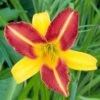 Daglelie (Hemerocallis 'Frans Hals') D 11 H 90 Cm