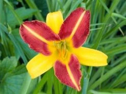 Daglelie (Hemerocallis 'Frans Hals') D 11 H 90 Cm