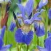 Siberische Lis (Iris Sibirica 'Blue King') D H 20 Cm -Tuin Planten Winkel 8712815652283