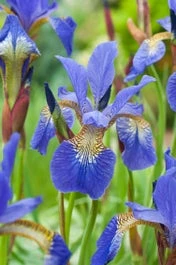 Siberische Lis (Iris Sibirica 'Blue King') D H 20 Cm 3 Siberische Lis (Iris Sibirica 'Blue King') D H 20 Cm