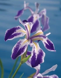 Water Iris (Iris Laevigata 'Mottled Beauty') D 9 H 20 Cm