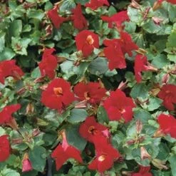 Rode Maskerbloem (Mimulus 'Bonfire Red') D 9 H 20 Cm