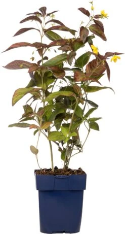 Wederik (Lysimachia Ciliata 'Firecracker') D 11 H 10 Cm