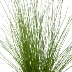 Naaldgras (Scirpus Cernuus) D 11 H 22 Cm -Tuin Planten Winkel 8712815741505 2 2