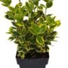 Japanse Kardinaalsmuts (Euonymus Japonica 'Marieke') D 17 H 40 Cm -Tuin Planten Winkel 8712815741819