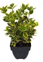 Japanse Kardinaalsmuts (Euonymus Japonica 'Marieke') D 17 H 40 Cm 3 Japanse Kardinaalsmuts (Euonymus Japonica 'Marieke') D 17 H 40 Cm