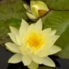 Waterlelie (Nymphaea 'Joey Tomocik') D 11 H 30 Cm -Tuin Planten Winkel 8712815747712