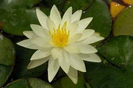 Waterlelie (Nymphaea 'Marliacea Chromatella') D 18 H 30 Cm 3 Waterlelie (Nymphaea 'Marliacea Chromatella') D 18 H 30 Cm