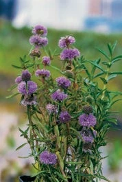 Engelse Watermunt (Preslia Cervina) D 18 H 30 Cm