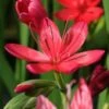 Moerasgladiool (Schizostylus Coccinea 'Major') D 18 H 30 Cm -Tuin Planten Winkel 8712815756226