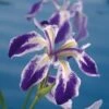 Water Iris (Iris Laevigata 'Mottled Beauty') D 18 H 30 Cm -Tuin Planten Winkel 8712815756318