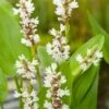 Snoekkruid Wit (Pontederia Cordata 'White Pike') D 18 H 30 Cm -Tuin Planten Winkel 8712815756356