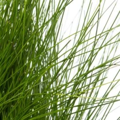Naaldgras (Scirpus Cernuus) D 18 H 30 Cm -Tuin Planten Winkel 8712815756431 2 1