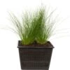 Naaldgras (Scirpus Cernuus) D 18 H 30 Cm -Tuin Planten Winkel 8712815756431 3 1