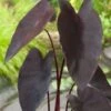 Zwarte Taro (Colocasia Rubra 'Black Magic') D 18 H 20 Cm -Tuin Planten Winkel 8712815756509