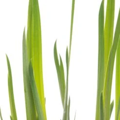 Lis (Iris 'Rose Queen') D 18 H 30 Cm -Tuin Planten Winkel 8712815756516 2 1