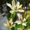 Water Anemoon (Anemopsis Californica) D 9 H 20 Cm -Tuin Planten Winkel 8712815759616