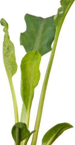 Water Anemoon (Anemopsis Californica) D 9 H 20 Cm -Tuin Planten Winkel 8712815759616 2