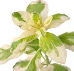 Bonte Moeraswederik (Lysimachia Punctata 'Variegata') D 9 H 20 Cm -Tuin Planten Winkel 8712815759623 2