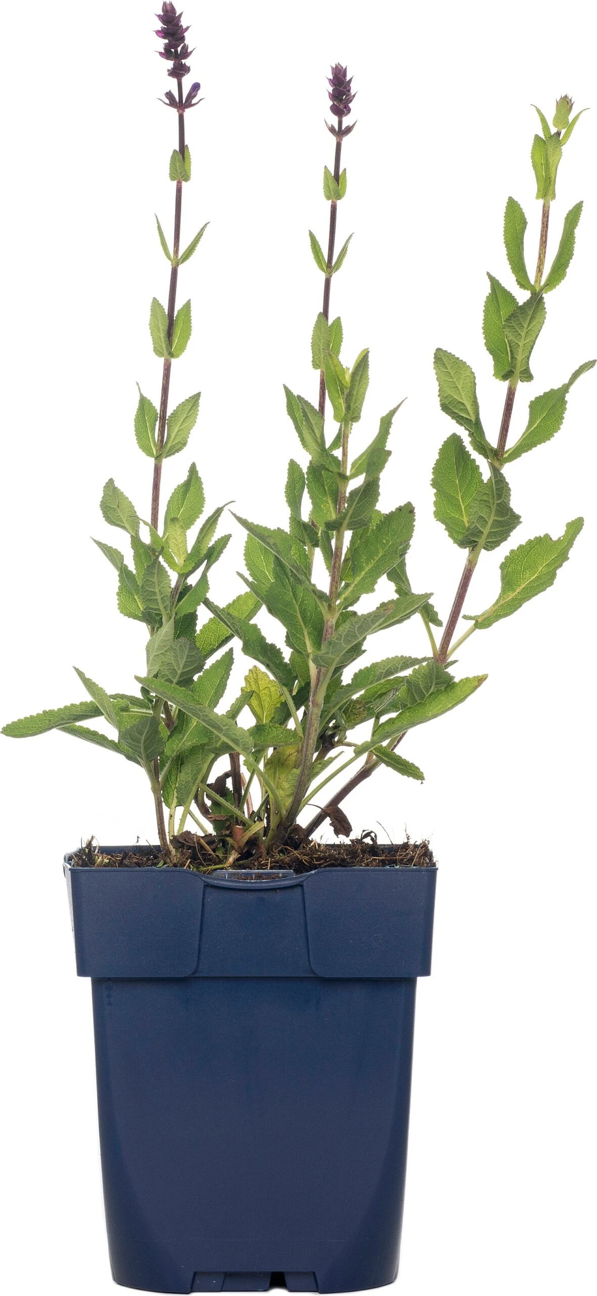 Siersalie (Salvia Nemorosa 'Caradonna') D 11 H 10 Cm 3 Siersalie (Salvia Nemorosa 'Caradonna') D 11 H 10 Cm