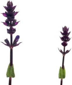Siersalie (Salvia Nemorosa 'Caradonna') D 11 H 10 Cm 6 Siersalie (Salvia Nemorosa 'Caradonna') D 11 H 10 Cm -Tuin Planten Winkel 8712815763187 1 1