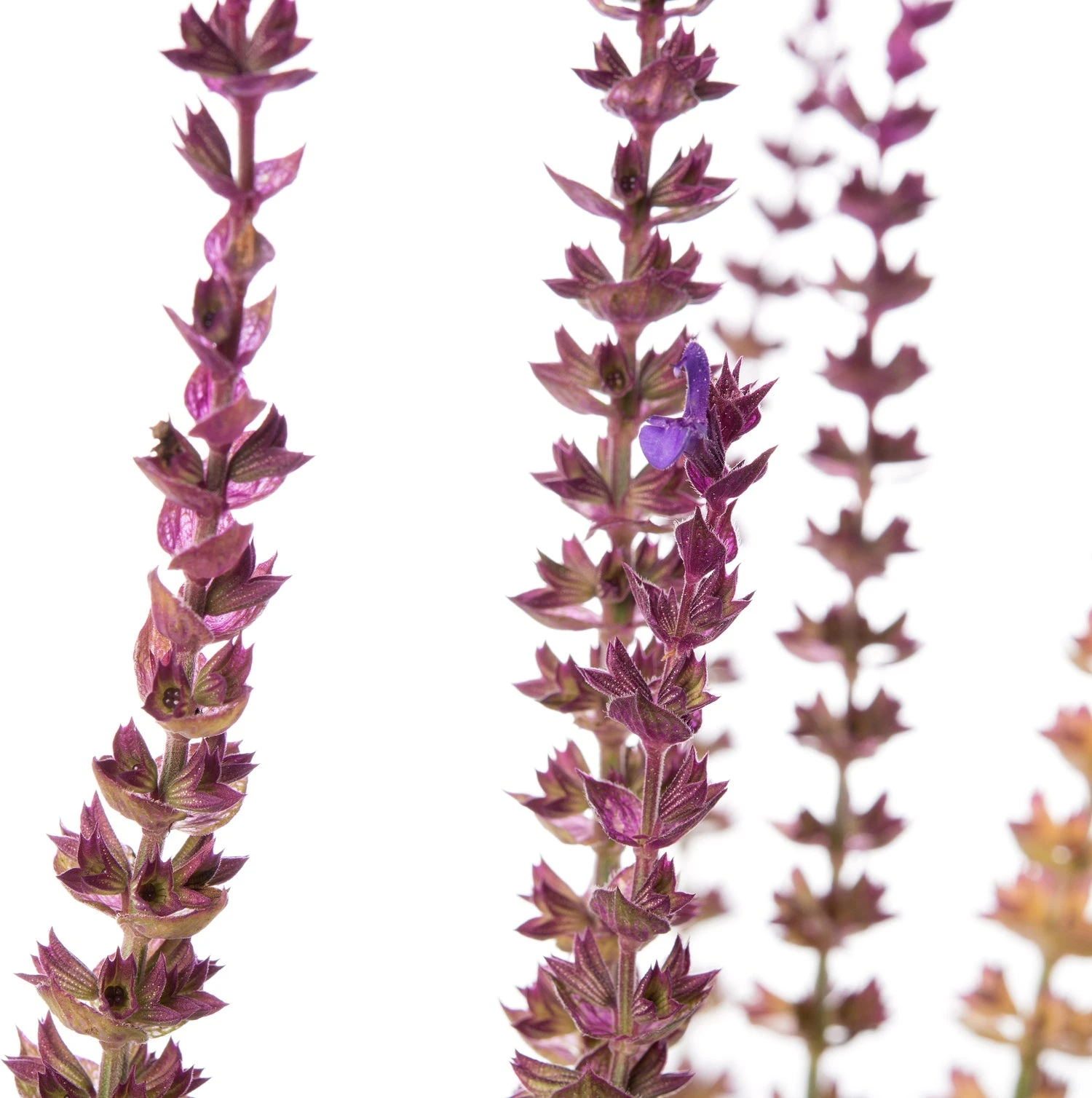 Siersalie (Salvia Nemorosa 'Caradonna') D 11 H 10 Cm 5 Siersalie (Salvia Nemorosa 'Caradonna') D 11 H 10 Cm - Afbeelding 3