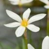 Westenwindlelie (Zephyranthes Candida) D 9 H 20 Cm 2 Westenwindlelie (Zephyranthes Candida) D 9 H 20 Cm -Tuin Planten Winkel 8712815765389 1