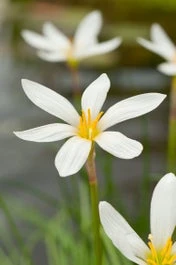 Westenwindlelie (Zephyranthes Candida) D 9 H 20 Cm