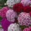 Duizendschoon (Dianthus Barbatus) D 11 H 40 Cm -Tuin Planten Winkel 8712815774992