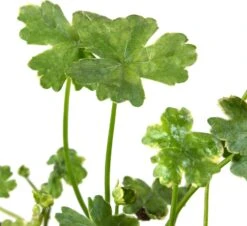 Bonte Waternavel (Hydrocotyle Sibthorpioides 'Variegata') D 11 H 21 Cm -Tuin Planten Winkel 8712815777597 2 1