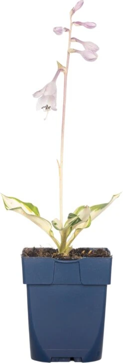 Hartlelie (Hosta 'Night Before Christmas') D 11 Cm