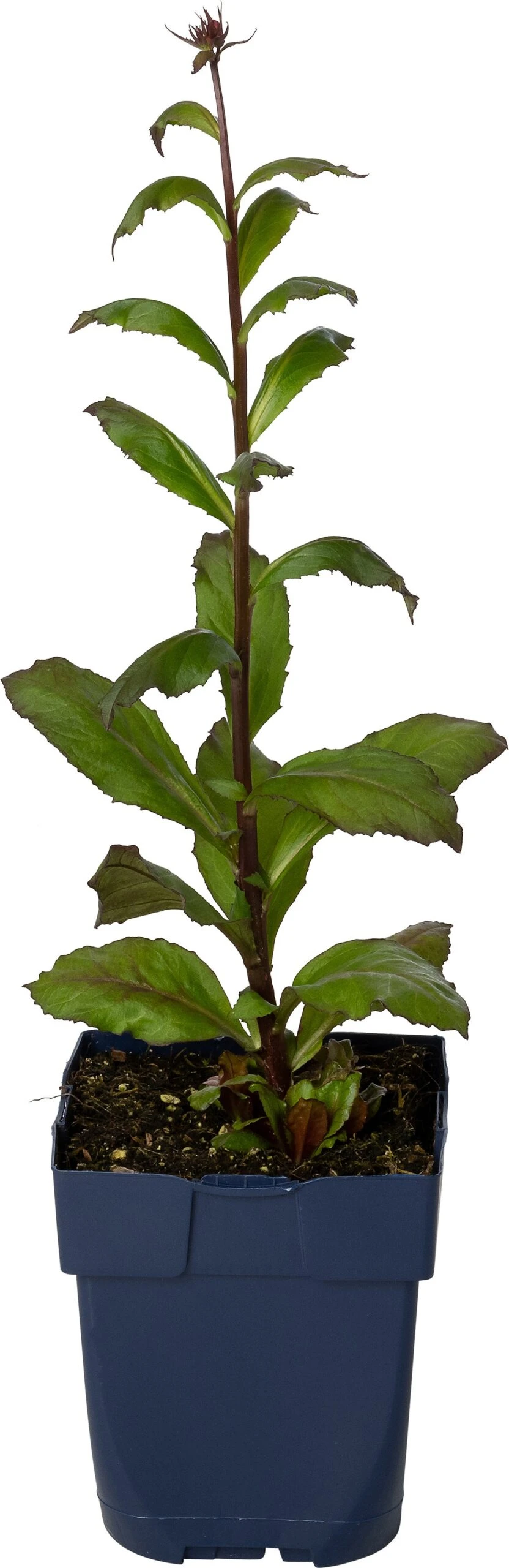 Lobelia (Lobelia Speciosa 'Fan Red') D 11 H 70 Cm 3 Lobelia (Lobelia Speciosa 'Fan Red') D 11 H 70 Cm