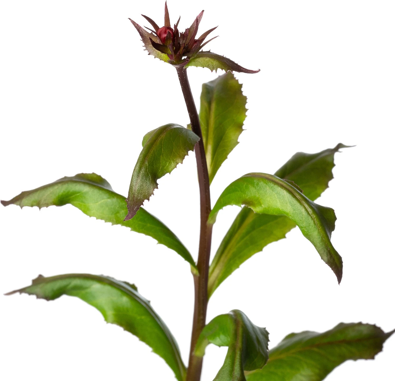 Lobelia (Lobelia Speciosa 'Fan Red') D 11 H 70 Cm 4 Lobelia (Lobelia Speciosa 'Fan Red') D 11 H 70 Cm - Afbeelding 2