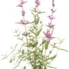 Grote Kattenstaart (Lythrum Salicaria 'Dropmore Purple') D 11 H 90 Cm -Tuin Planten Winkel 8712815785691